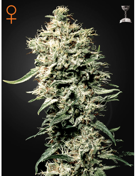 GREEN HOUSE SEEDS - White Rhino - 1