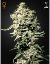 GREEN HOUSE SEEDS - White Rhino - 1