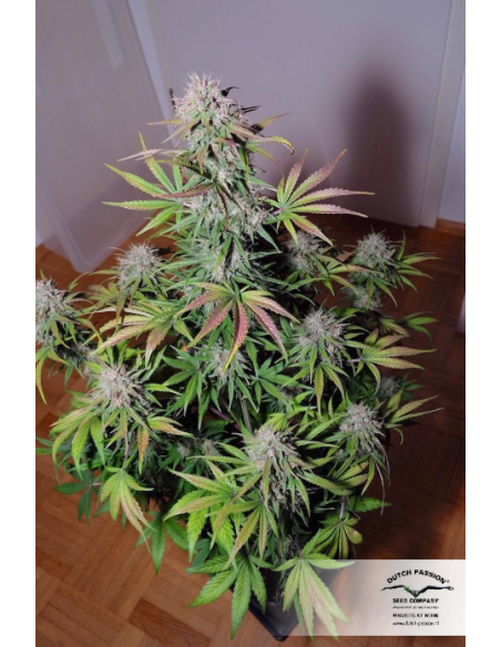 DUTCH PASSION - Auto Blackberry Kush - 7
