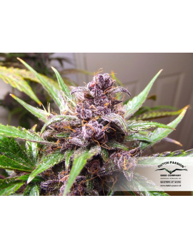 DUTCH PASSION - Auto Blackberry Kush - 8