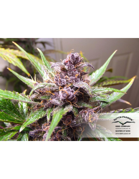 DUTCH PASSION - Auto Blackberry Kush - 8