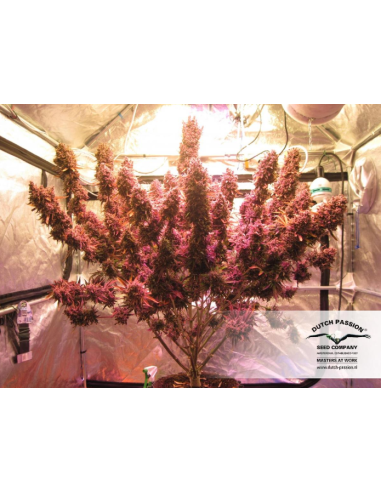 DUTCH PASSION - Auto Blackberry Kush - 9