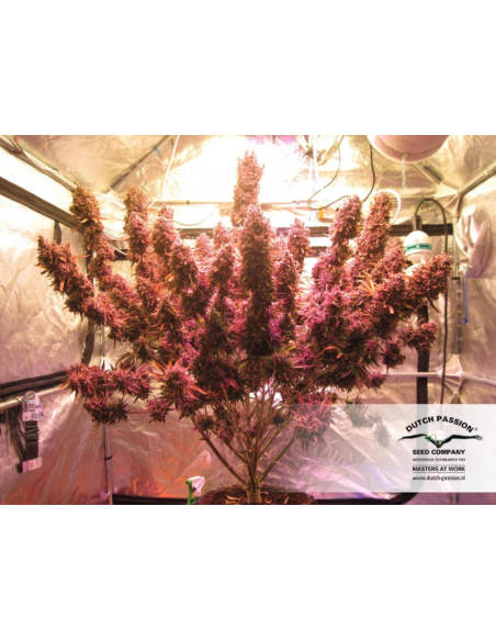 DUTCH PASSION - Auto Blackberry Kush - 9