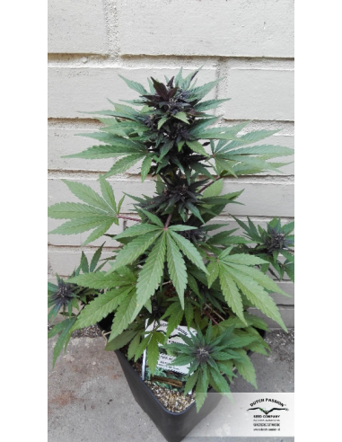 DUTCH PASSION - Auto Blackberry Kush - 10