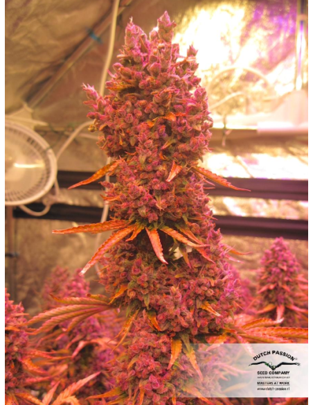 DUTCH PASSION - Auto Blackberry Kush - 11