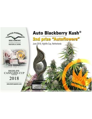 DUTCH PASSION - Auto Blackberry Kush - 13
