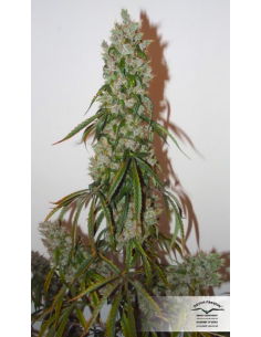 DUTCH PASSION - Auto Euforia - 2 2