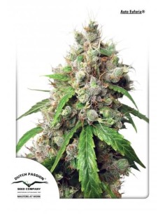 DUTCH PASSION - Auto Euforia - 2