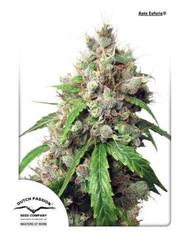 DUTCH PASSION - Auto Euforia - 2