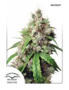 DUTCH PASSION - Auto Euforia - 2