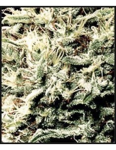 GREEN HOUSE SEEDS - White Rhino - 1 2