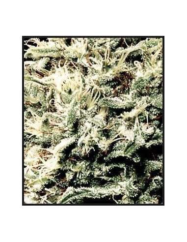 GREEN HOUSE SEEDS - White Rhino - 2