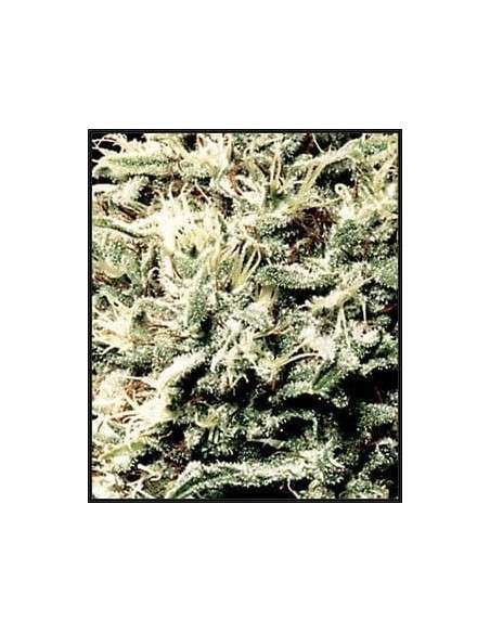 GREEN HOUSE SEEDS - White Rhino - 2