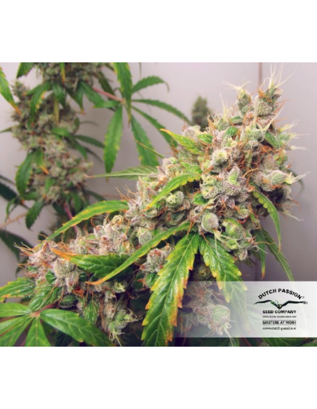 DUTCH PASSION - Auto Euforia - 4