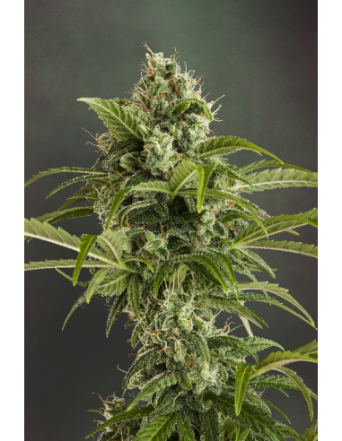 DUTCH PASSION - Auto Euforia - 5