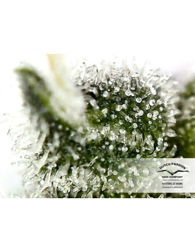 DUTCH PASSION - Auto Euforia - 6