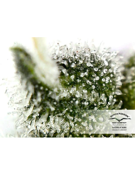 DUTCH PASSION - Auto Euforia - 6