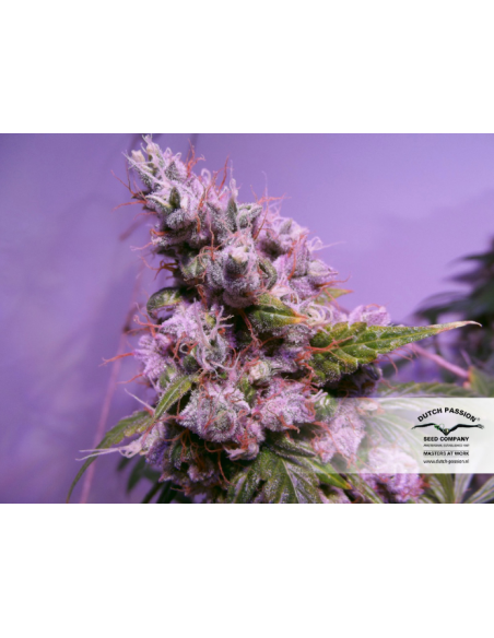 DUTCH PASSION - Auto Euforia - 7