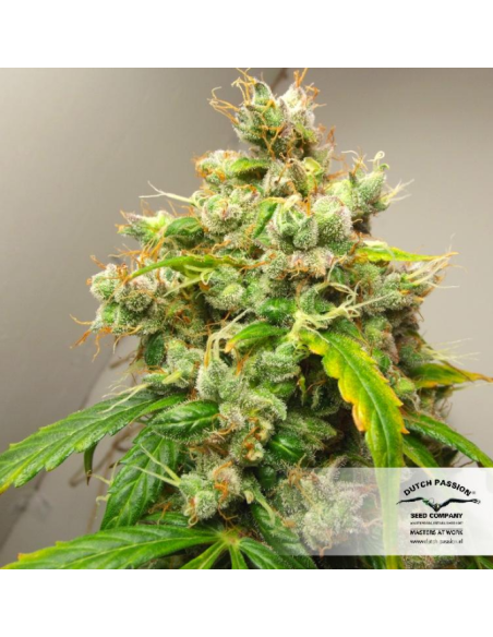 DUTCH PASSION - Auto Euforia - 8