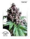 DUTCH PASSION - Frisian Duck - 1