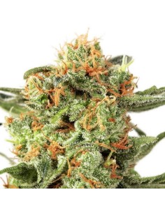 DUTCH PASSION - Orange Hill Special - 1