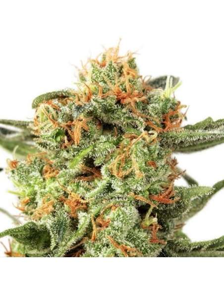 DUTCH PASSION - Orange Hill Special - 1
