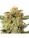 DUTCH PASSION - Orange Hill Special - 1