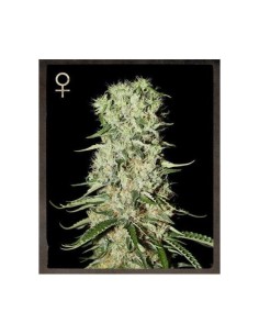 STRAIN HUNTERS - Damnesia - 1