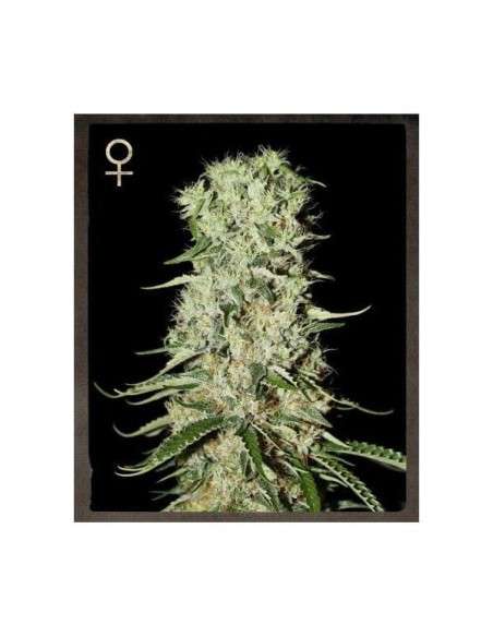 STRAIN HUNTERS - Damnesia - 1