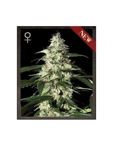 STRAIN HUNTERS - Skunk Auto - 1