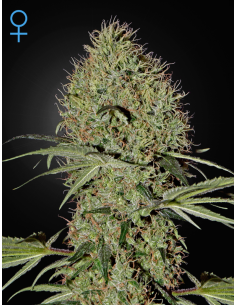 GREEN HOUSE SEEDS - Super Bud Auto - 1
