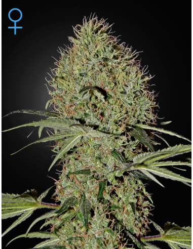 GREEN HOUSE SEEDS - Super Bud Auto - 1