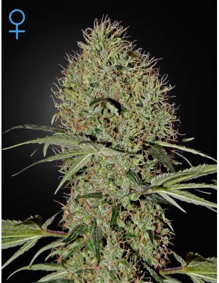 GREEN HOUSE SEEDS - Super Bud Auto - 1