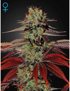 GREEN HOUSE SEEDS - King’s Kush Auto - 1