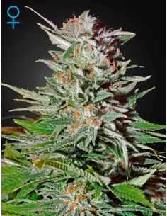 GREEN HOUSE SEEDS - Super Lemon Haze Auto - 1
