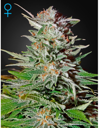GREEN HOUSE SEEDS - Super Lemon Haze Auto - 1