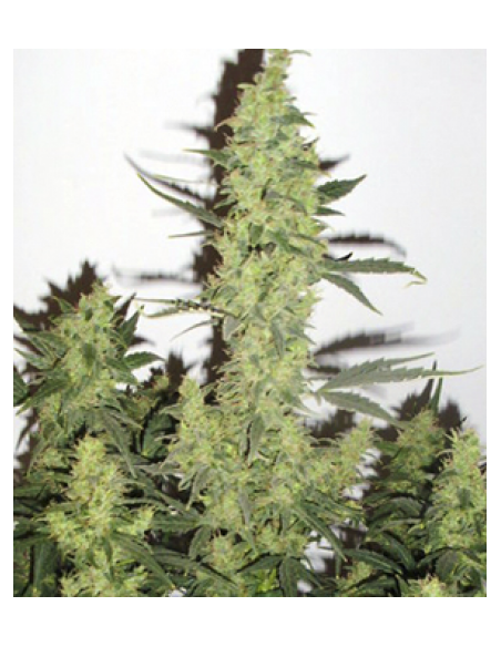 Devil's Kiss XL Auto - 1