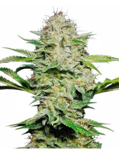 SENSI SEEDS - Sensi Skunk Automatic - 1