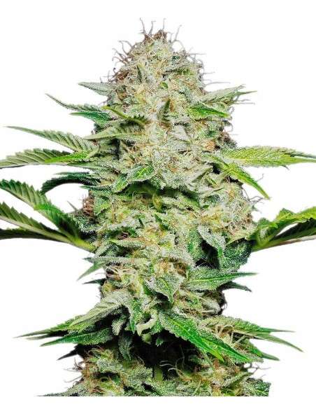 SENSI SEEDS - Sensi Skunk Automatic - 1