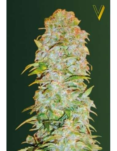 Victory Seeds - AK-77V - 2