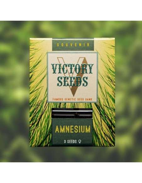 Victory Seeds - Amnesium - 1