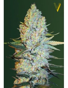 Victory Seeds - Amnesium - 1 2