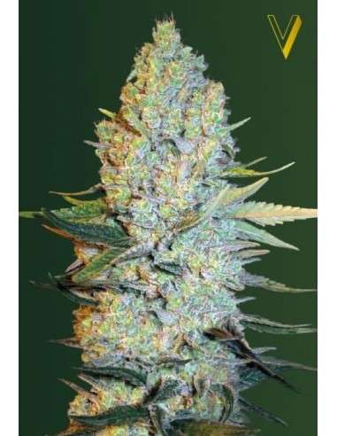 Victory Seeds - Amnesium - 2