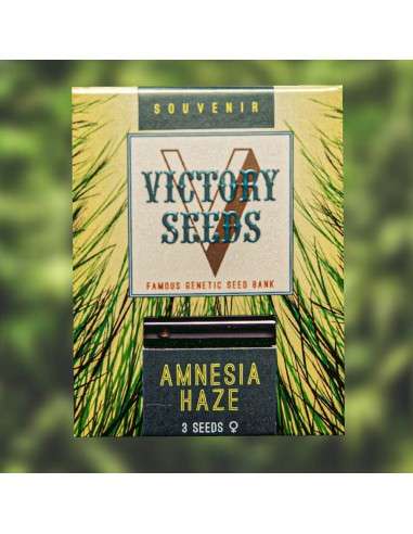 Victory Seeds - Amnesia Haze - 1