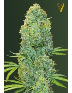 Victory Seeds - Amnesia Haze - 1 2