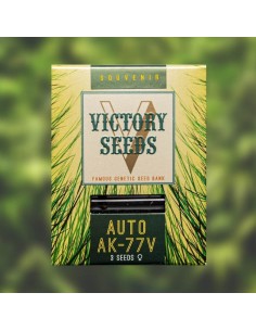Victory Seeds - Auto AK-77V - 1