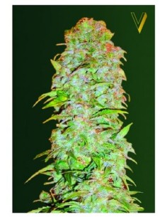 Victory Seeds - Auto AK-77V - 1 2