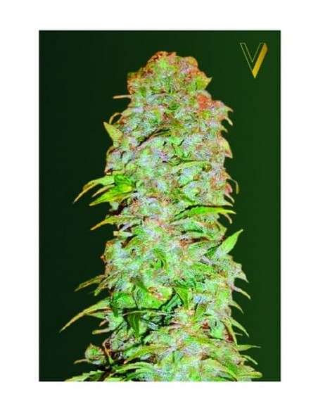 Victory Seeds - Auto AK-77V - 2