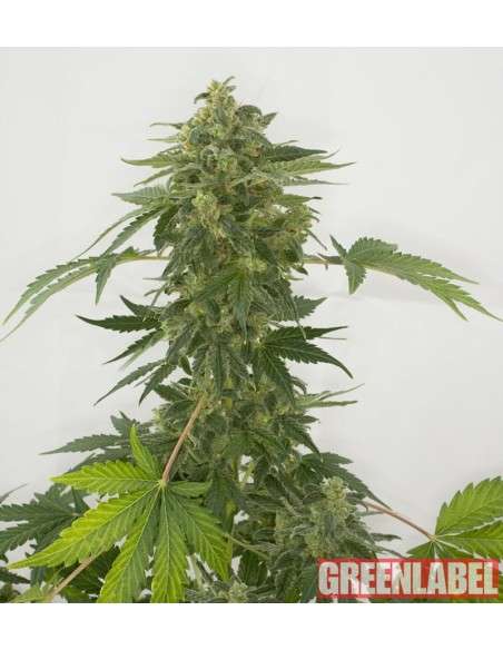 GREEN LABEL - Auto Silver Haze - 1
