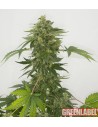 GREEN LABEL - Auto Silver Haze - 1